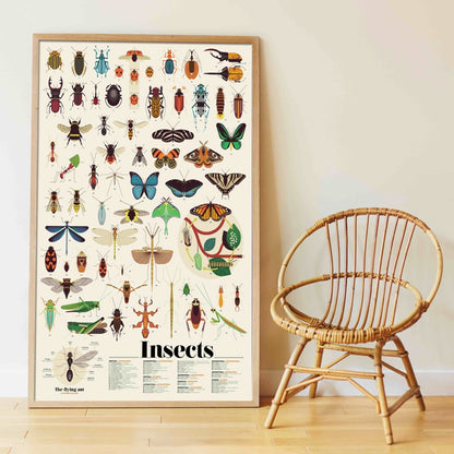 Poster pédagogique insectes
