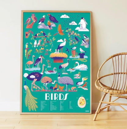 Poster pédagogique oiseaux - Maison Continuum